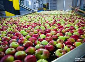 Линия подготовки яблок