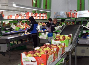 Сортировочная упаковочная линия