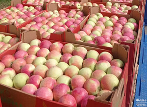 Яблоки производство Агрофирмы им.15 лет Октября