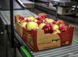 Яблоки Агрофирма им.15 лет Октября