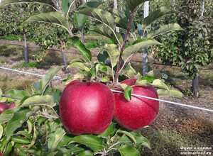 Яблоки - сорт Лоба