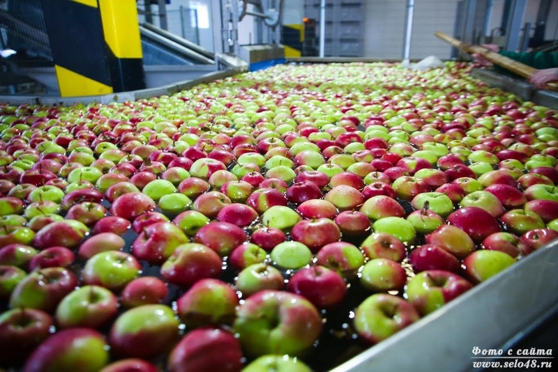 Линия подготовки яблок
