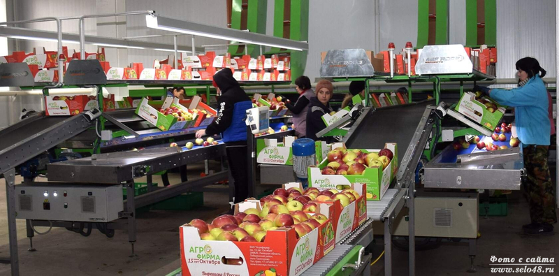 Упаковочная линия для яблок