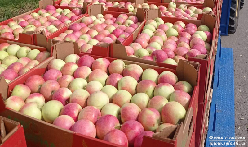 Яблоки производство Агрофирмы им.15 лет Октября