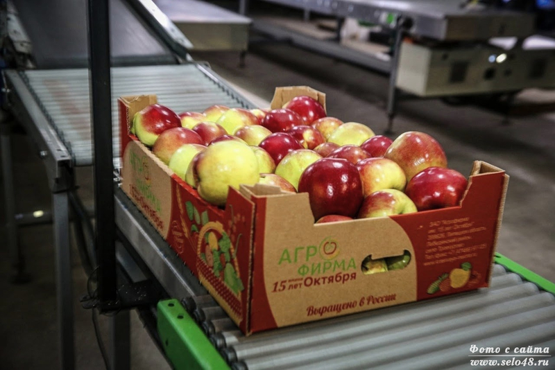 Яблоки Агрофирма им.15 лет Октября