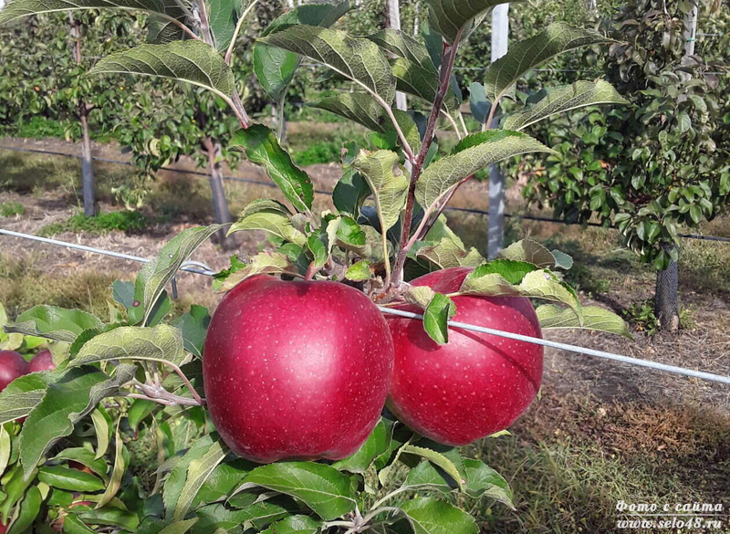Яблоки - сорт Лоба
